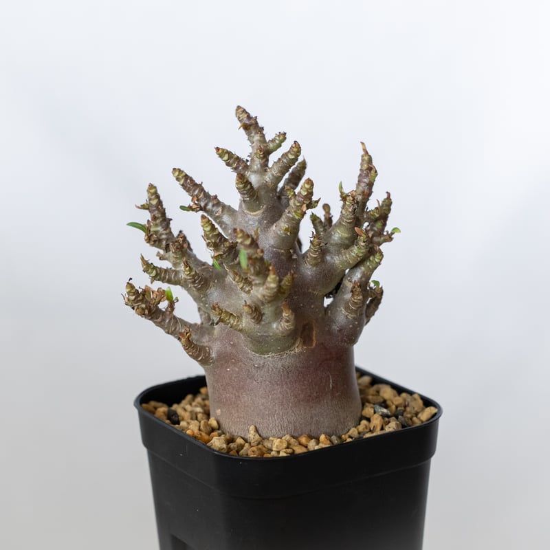 アデニウム アラビカム ブラックスキン Adenium Arabicum Black Skin