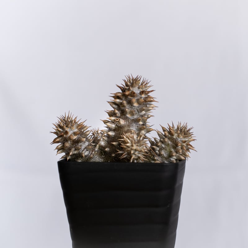 パキポディウム デンシフローラム 実生 シバ女王の玉櫛 Pachypodium