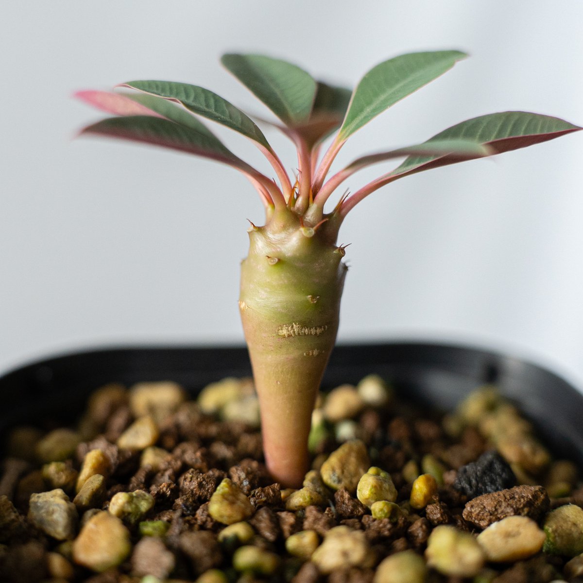 ユーフォルビア パキポディオイデス Euphorbia pachypodioides 多肉植物