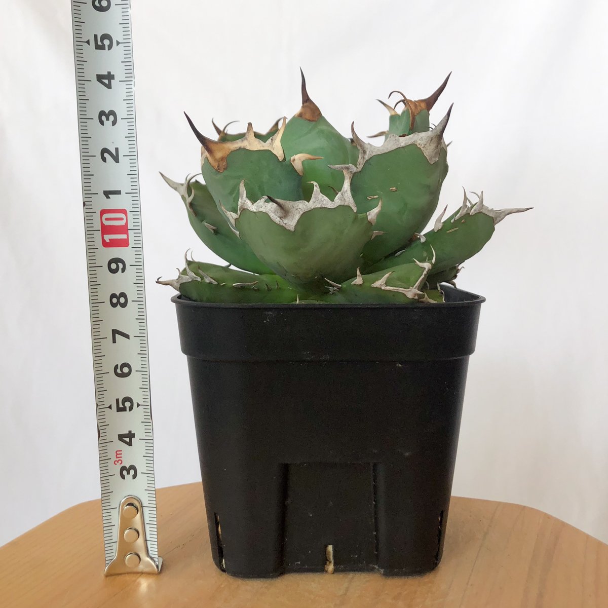 アガベ チタノタ 姫厳竜 OC株 Agave titanota 多肉植物 珍奇植物 静岡