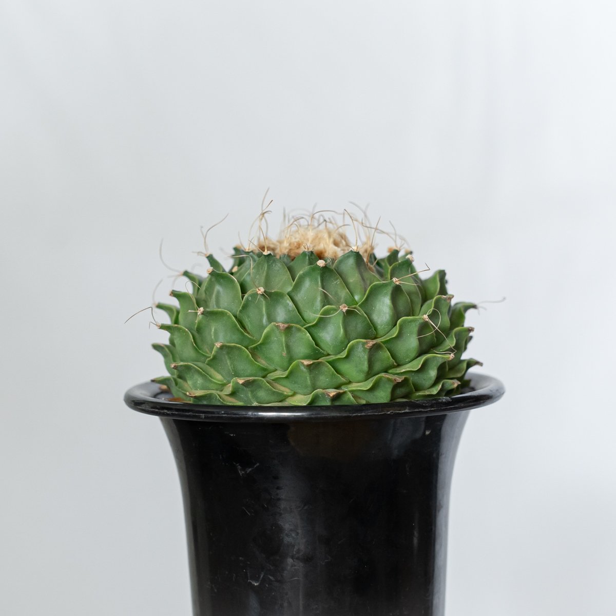 オブレゴニア デニグリー 帝冠 美株 Obregonia denegrii サボテン 多肉