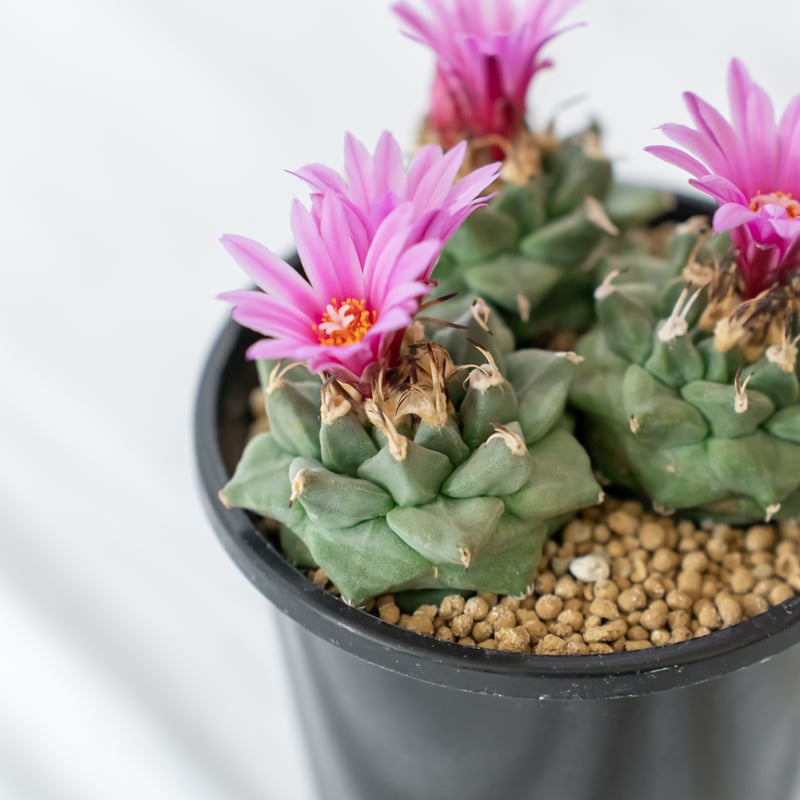 ツルビニカルプス アロンソイ 実生 寄せ植え Turbinicarpus