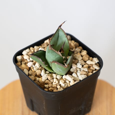 アガベ チタノタ 純血ジャガーノート OC株 Agave titanota Juggernaut 多肉植物 珍奇植物 静岡 通販 ANTIDOTE S707