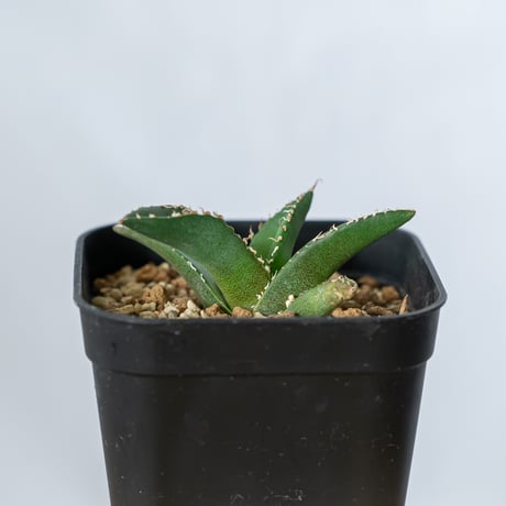 アガベ チタノタ 悪魔くん TC株 Agave titanota 多肉植物 珍奇植物 静岡 通販 ANTIDOTE S432