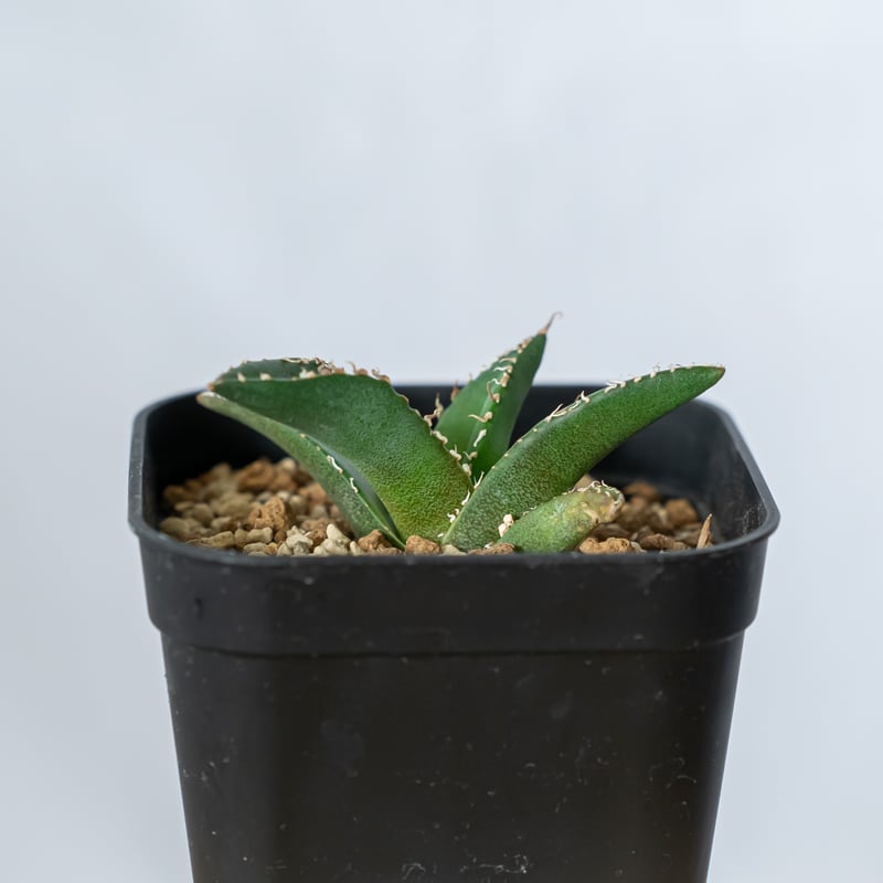 アガベ チタノタ 悪魔くん TC株 Agave titanota 多肉植物 珍奇植物