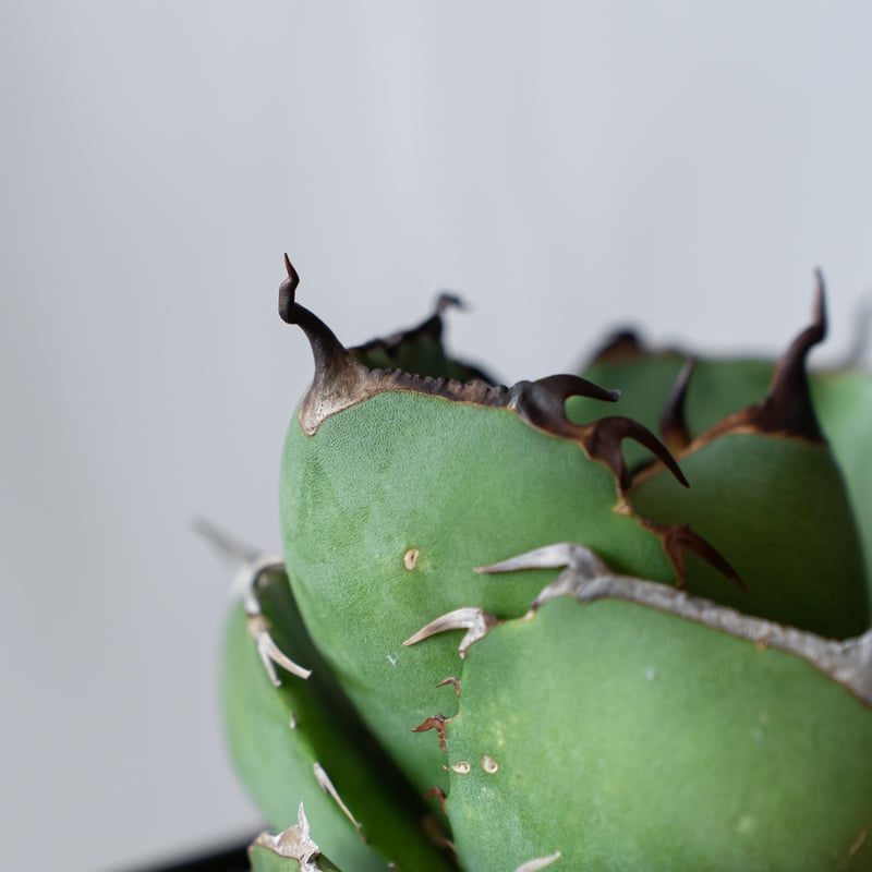 アガベ チタノタ 純血ジャガーノート OC株 Agave titanota Juggernau