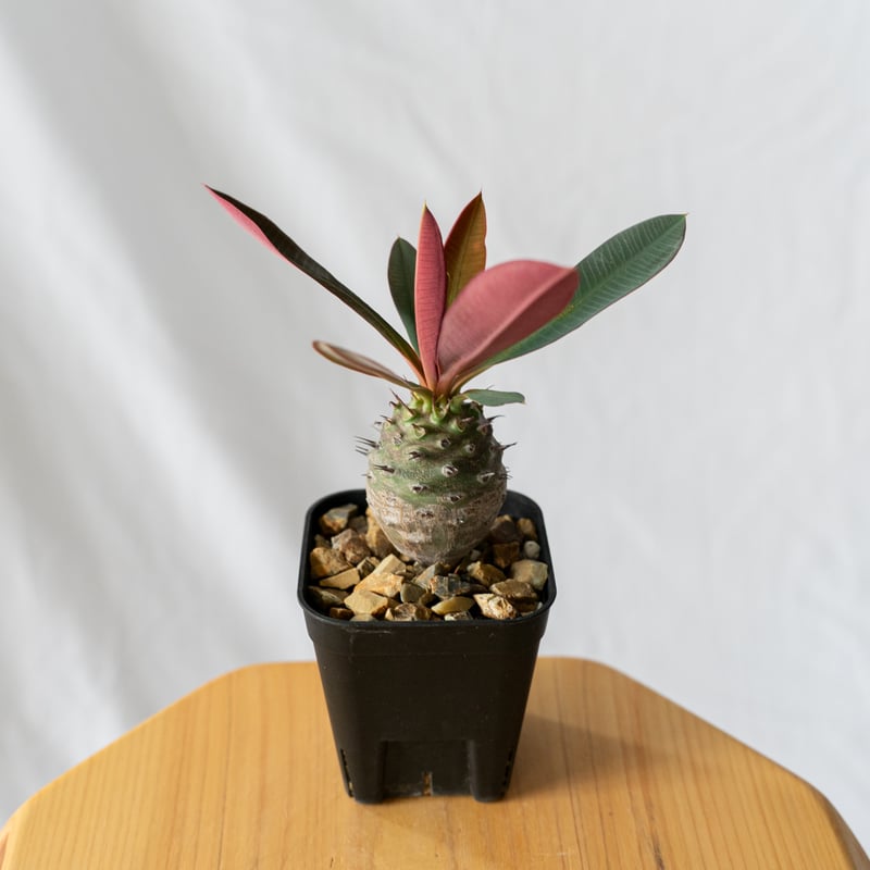 観葉植物 多肉植物 7点セット ユーフォルビア ドルステ二ア