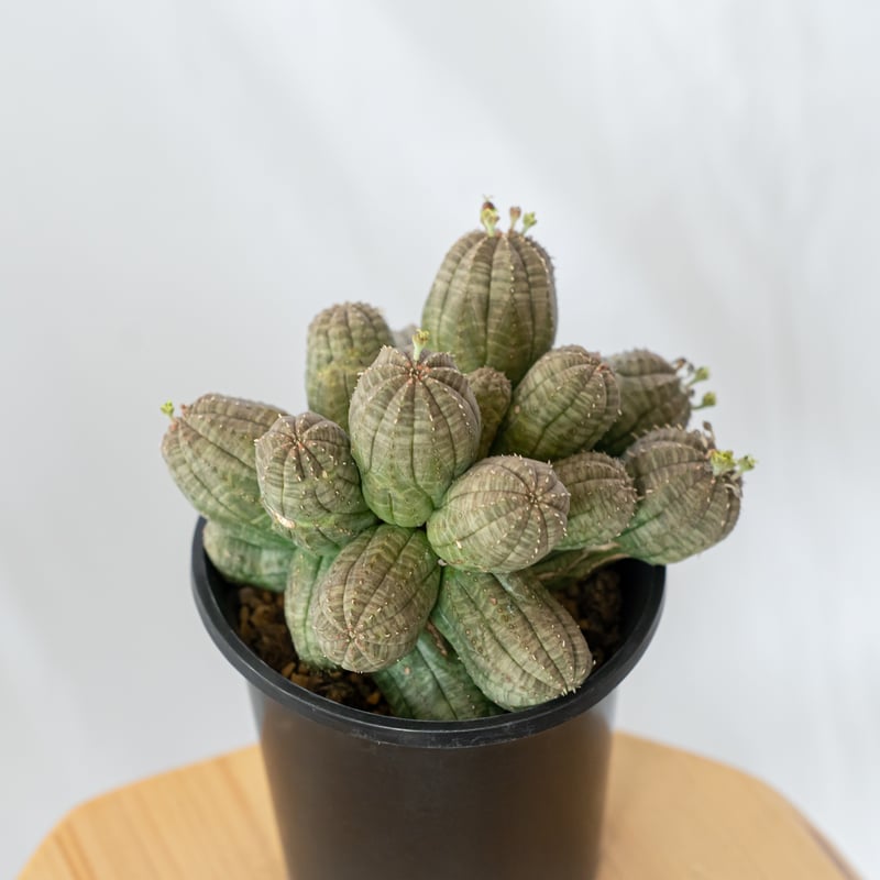 ユーフォルビア オベサ 群生株 実生 Euphorbia obesa 多肉植物 珍奇