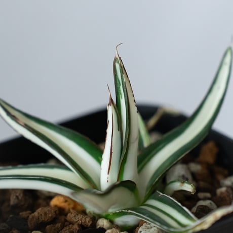 アガベ 氷山 白中斑【発根管理中】TC株 Agave victoriae-reginae Hyouzan 多肉植物 珍奇植物 静岡 ANTIDOTE 通販 S1448