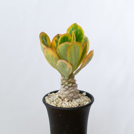 ユーフォルビア ポイゾニー錦  Euphorbia poissonii 多肉植物 珍奇植物 静岡 ANTIDOTE 通販 S632