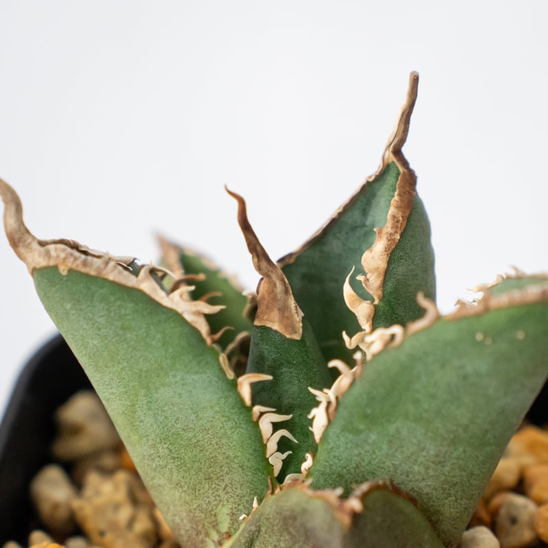 【希少株】Agave titanota South Africa Diamond Titanota South African Diamond (SAD) - アガベ チタノタ