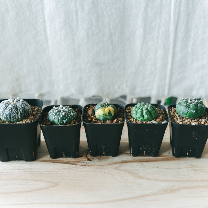アストロフィツム 亀甲兜 リザードスキン Astrophytum 多肉植物