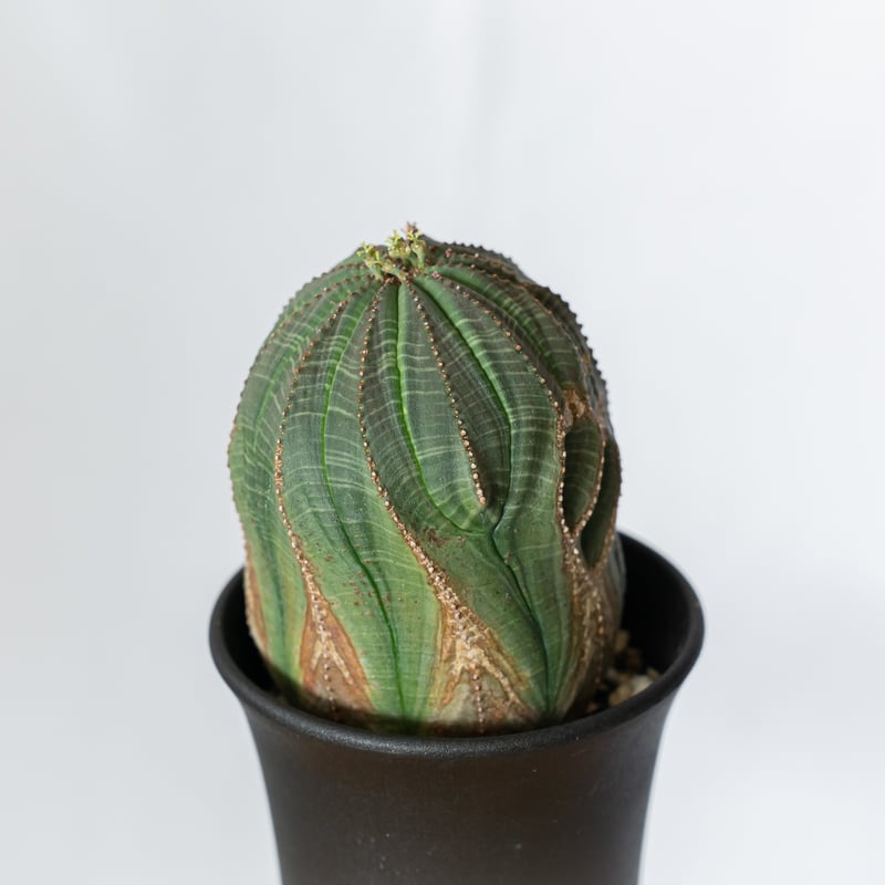 ユーフォルビア オベサ 大株 美株 実生 オールドオベサ Euphorbia