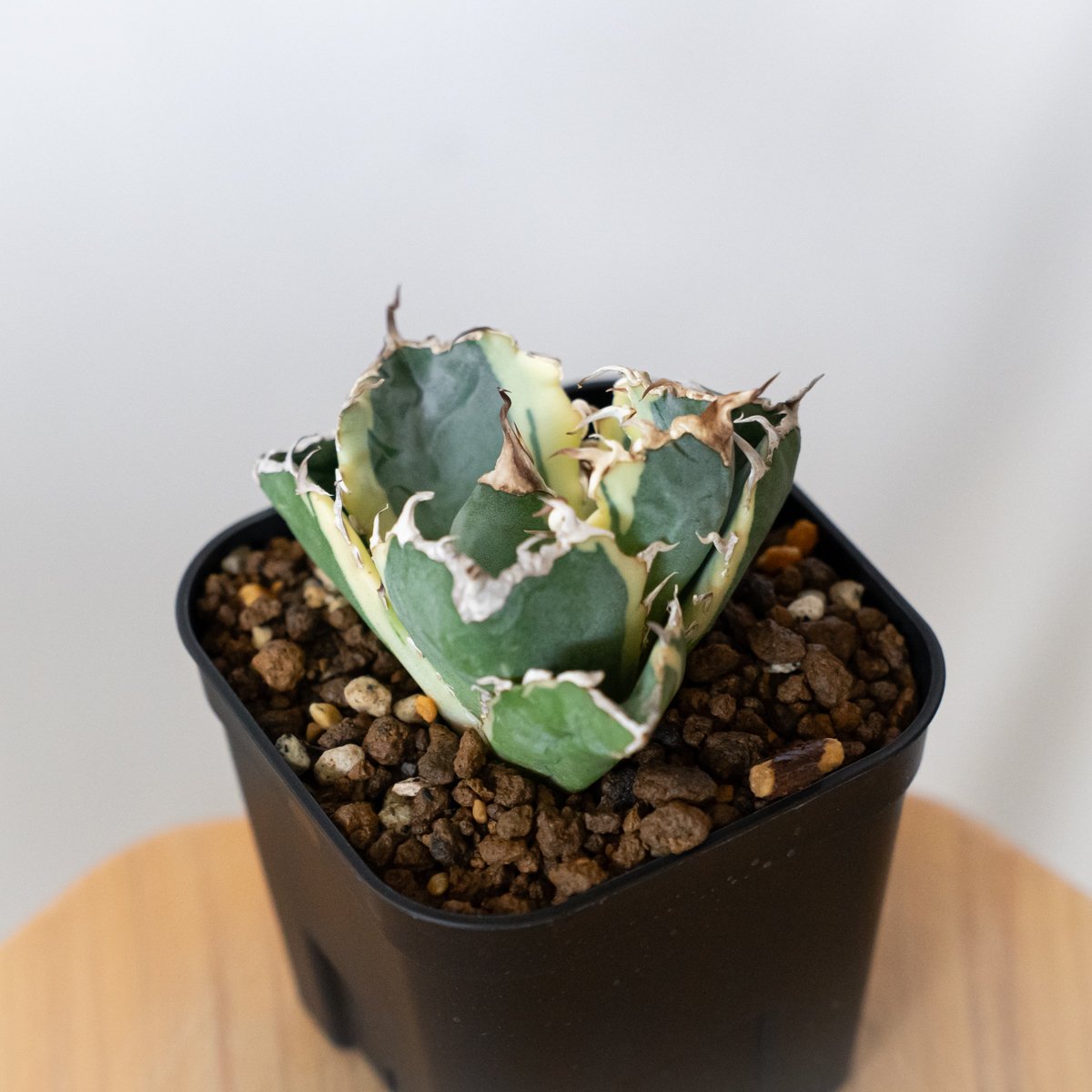 アガベ チタノタ 白鯨 白鯨錦 白覆輪 TC株 Agave titanota White W