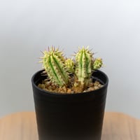 ユーフォルビア 紅彩閣錦 エノプラ 斑入り Euphorbia enopla 塊根植物 多肉植物 珍奇植物 静岡 ANTIDOTE 通販 S983