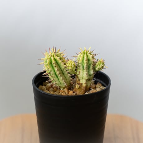 ④ユーフォルビア　ルディス ユーフォルビア・ルディス | 悟 satori