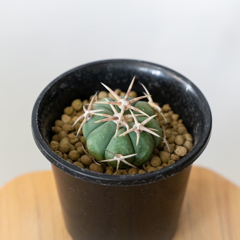 エキノカクタス 白刺翠平丸 実生 美株 Echinocactus horizonthaloni