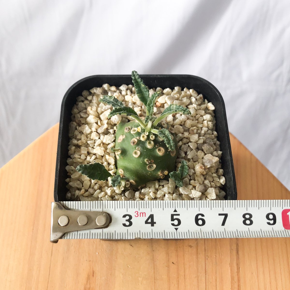 ドルステニア ラブラニー Dorstenia Dorstenia lavrani 塊根植物 多
