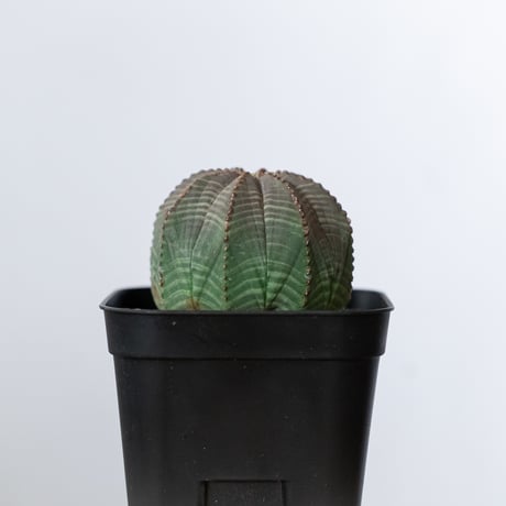 ユーフォルビア オベサ 実生 Euphorbia obesa 多肉植物 珍奇植物 静岡 ANTIDOTE 通販 S1488
