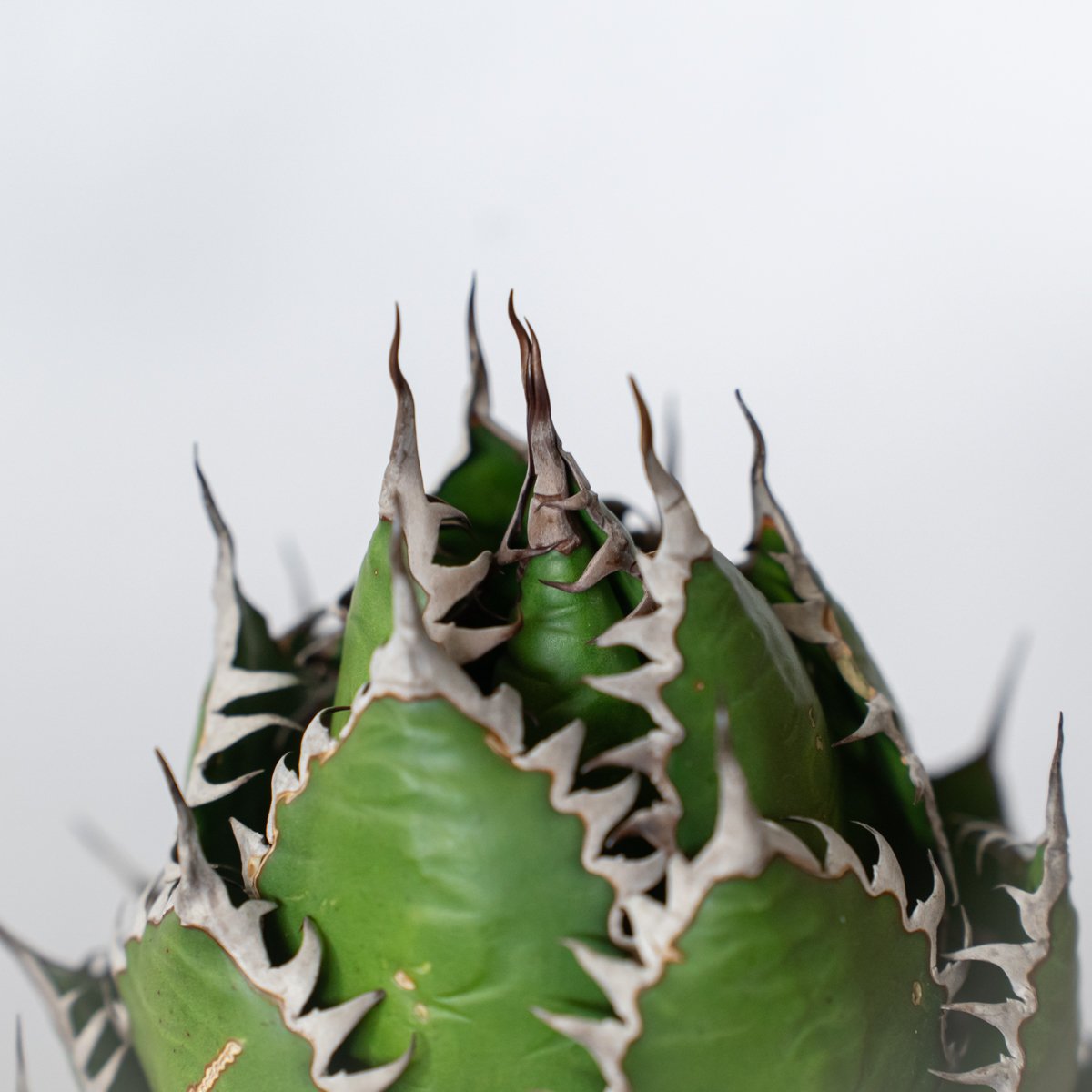 アガベ　ホリダ　美株 アガベ ホリダ 美株 【発根管理中】OC株 Agave horrida 多肉植物 珍奇