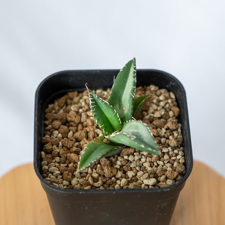 アガベ チタノタ 悪魔くん TC株 Agave titanota 多肉植物 珍奇植物 静岡 通販 ANTIDOTE S432