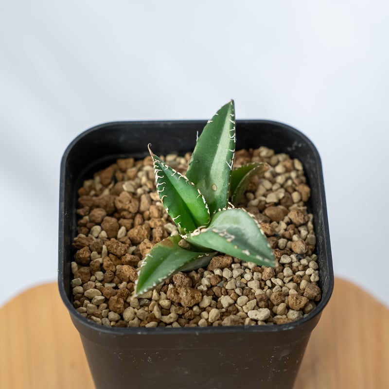 アガベ チタノタ 悪魔くん TC株 Agave titanota 多肉植物 珍奇植物