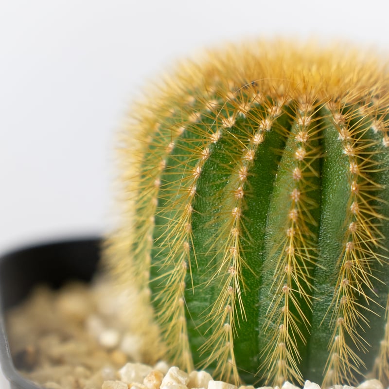 ユーベルマニア エリオカクトイデス 美株 実生 Uebelmannia pectinifera