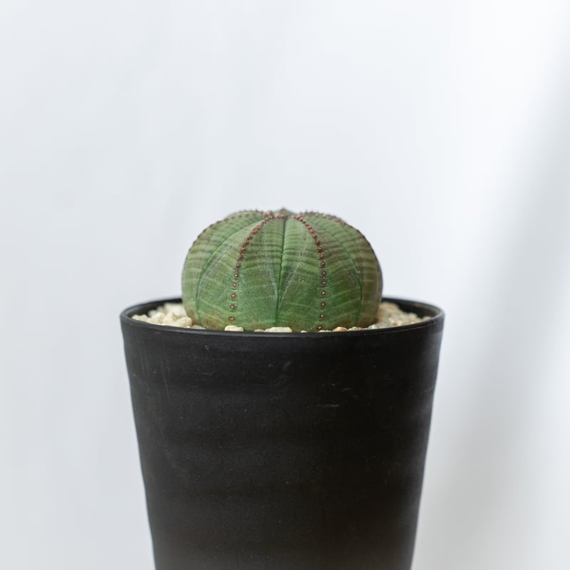 ユーフォルビア オベサ 美株 実生 Euphorbia obesa 多肉植物 珍奇植物