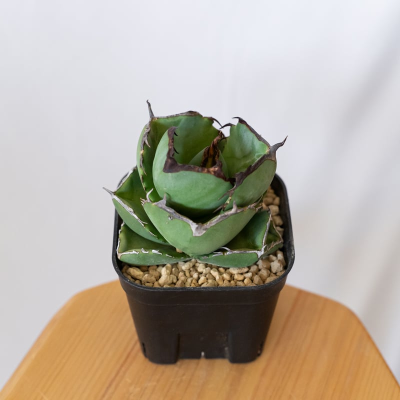 アガベ チタノタ 純血ジャガーノート 美株 OC株 Agave titanota Jugger