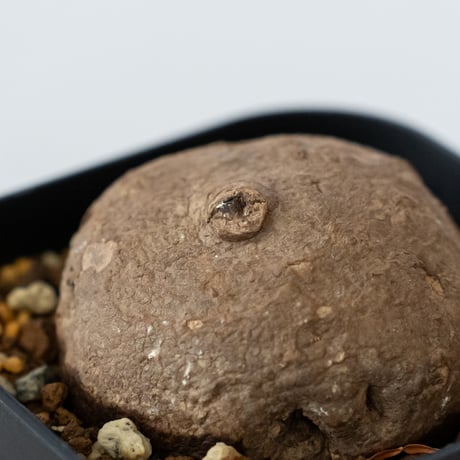 ステファニア エレクタ 実生【発根管理中】Stephania erecta 塊根植物 コーデックス 多肉植物 珍奇植物 静岡 ANTIDOTE 通販 S1414