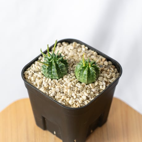 親株 メス雌♀ 子株9個付 ユーフォルビア 群星冠 雌（メス