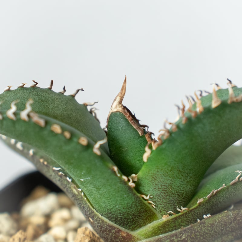 アガベ チタノタ 悪魔くん【発根管理中】TC株 Agave titanota 多肉植物