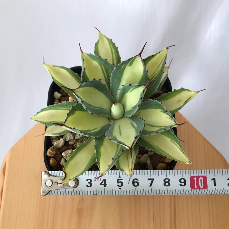 アガベ チタノタ 吉祥冠錦 OC株【発根管理中】斑入り Agave potatorum