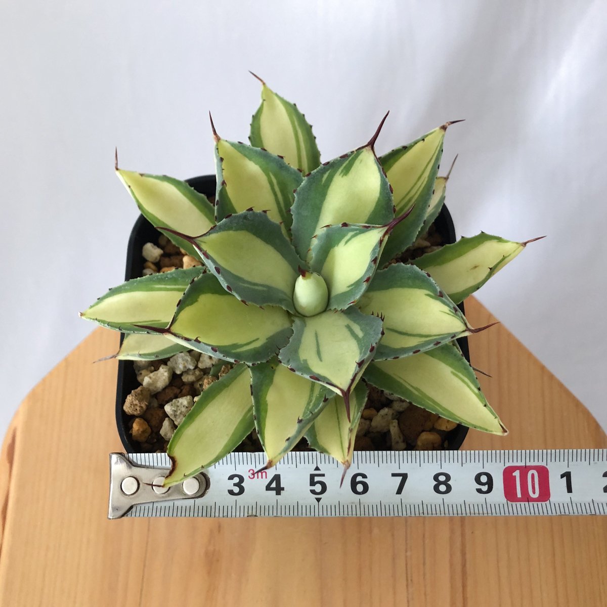 アガベ チタノタ 吉祥冠錦 OC株【発根管理中】斑入り Agave potatorum