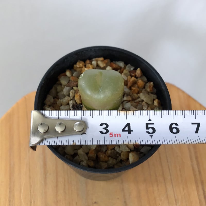 コノフィツム マウガニー 実生 Conophytum maughanii 多肉植物 珍奇