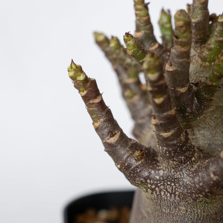 アデニウム アラビカム ブラックスキン Adenium Arabicum Black Skin 塊根植物 コーデックス 珍奇植物 多肉植物 静岡 ANTIDOTE 通販 S1512