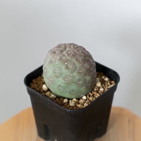 テフロカクタス ゲオメトリクス 実生 Tephrocactus geometricus サボテン 多肉植物 珍奇植物 静岡 ANTIDOTE 通販 S1477