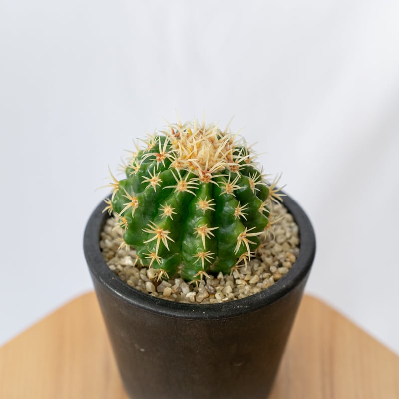 エキノカクタス 短刺金鯱 美株 実生 Golden ball cactus