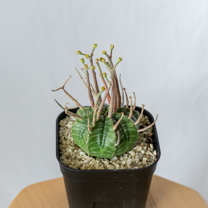 ユーフォルビア スーパーバリダ 実生 雄株 美株 Euphorbia super valida