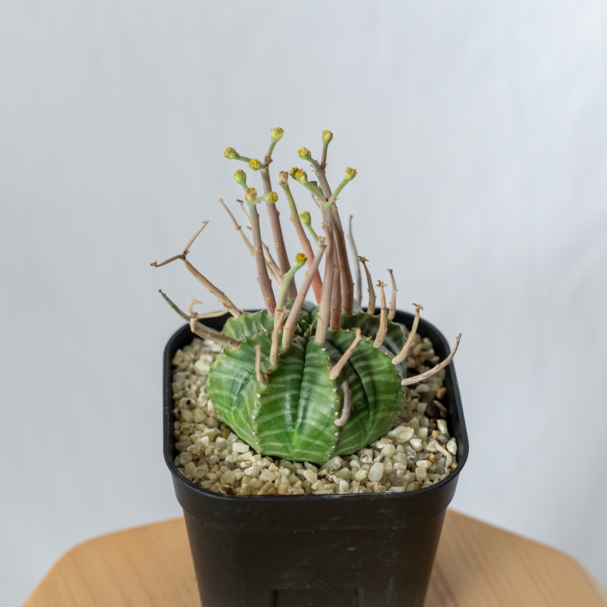 【美株】ユーフォルビアバリダ 国内実生株 塊根植物　サボテン スーパーバリダ ユーフォルビア スーパーバリダ 国内実生株 | mana's farm:塊根
