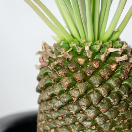 鉄甲丸 ユーフォルビア ブプレウリフォリア 実生 雌株 Euphorbia bupleurifolia 多肉植物 珍奇植物 静岡 ANTIDOTE 通販 S532