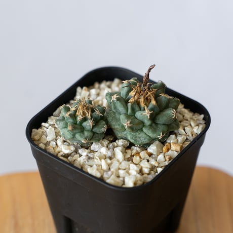 サボテン 多肉植物 ツルビ ★★実生大株　アロンソイ★★ # e サボテン 多肉植物 ツルビ 実生大株 アロンソイ # e