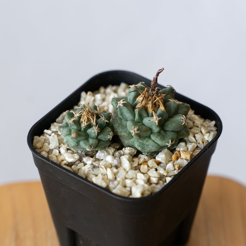 ツルビニカルプス アロンソイ 実生 Turbinicarpus alonsoi サボテン