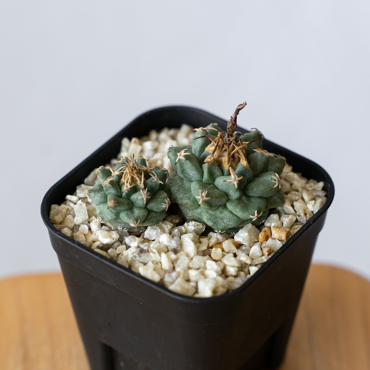 ツルビニカルプス　アロンソイ 国内実生 ツルビニカルプス アロンソイ 実生 Turbinicarpus alonsoi サボテン