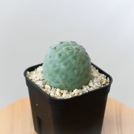 テフロカクタスゲオメトリクス | STORES