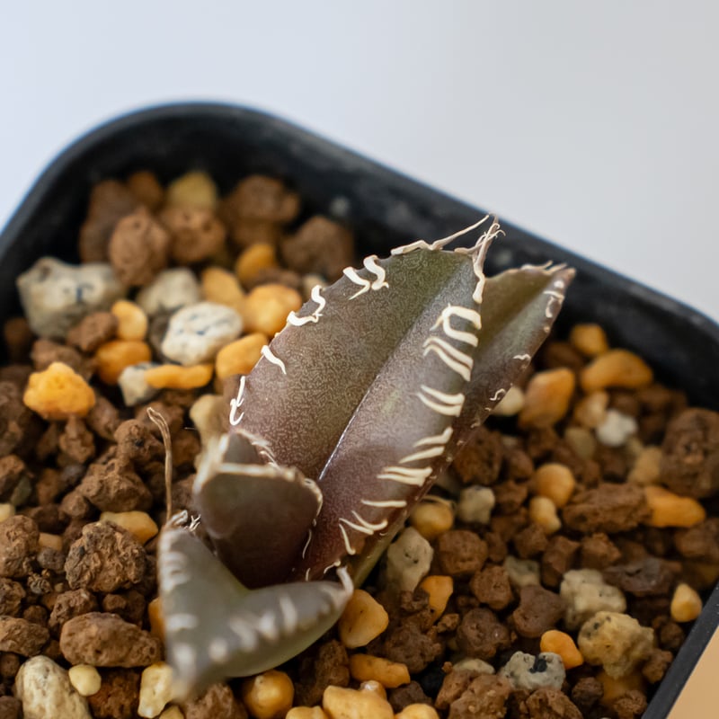 アガベ チタノタ 金蟾【発根管理中】TC株 Agave titanota kinsen