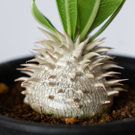 パキポディウム 恵比寿大黒 実生 Pachypodium Densicaule 塊根植物 コーデックス 多肉植物 珍奇植物 静岡 ANTIDOTE 通販 S1419