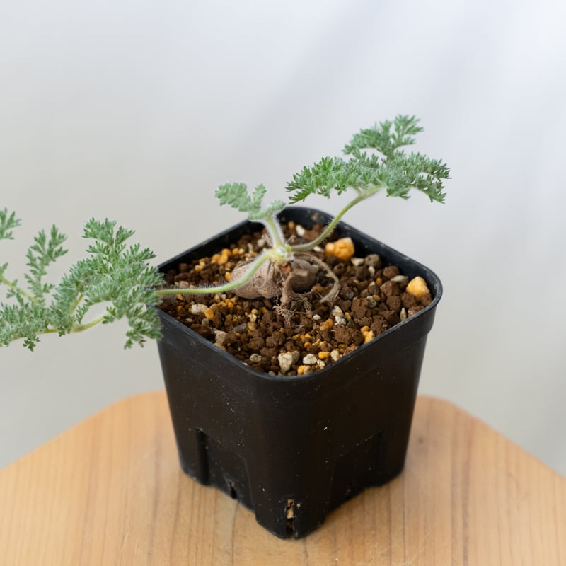 ペラルゴニウム トリステ 実生 Pelargonium triste 多肉植物 珍奇植物