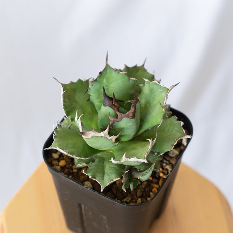 アガベ チタノタ 姫厳竜 Agave titanota 美株 多肉植物 珍奇植物 静岡