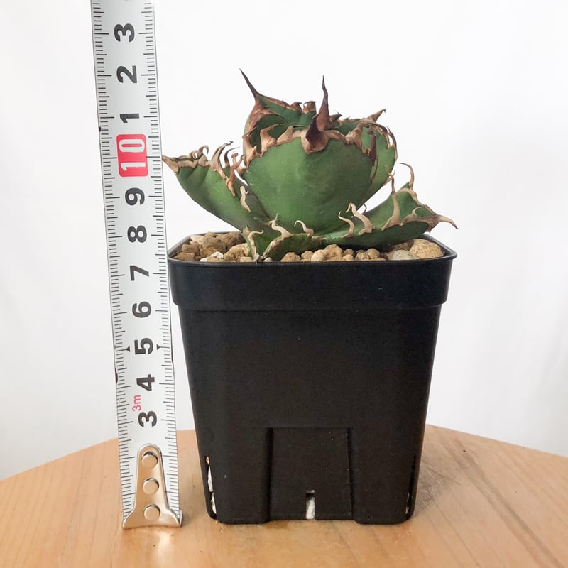 アガベ　チタノタ　シーザー　美株 フォロワー様限定価格】アガベ チタノタ シーザー 凱撒 美株③ アガベ